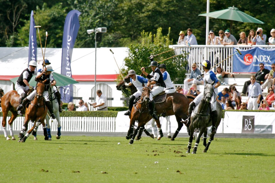 Polo Horses